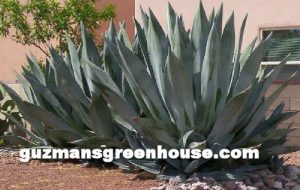 Xeriscape landscaping ideas