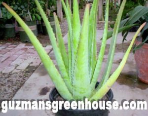 The Aloe Vera Plant