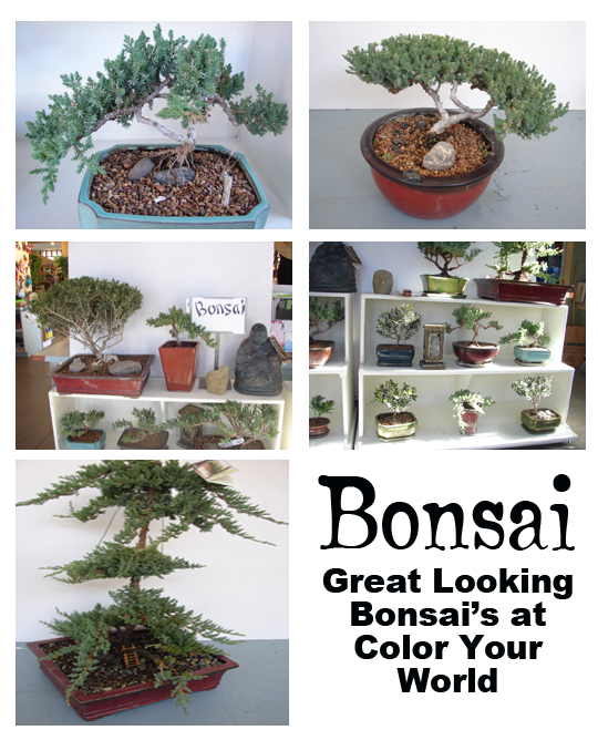 How to make Bonsai Plants