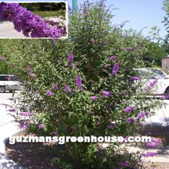 butterfly-bush