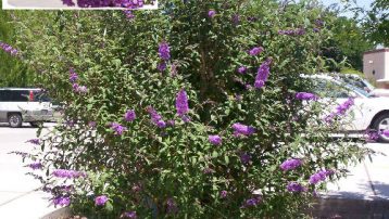 butterfly-bush