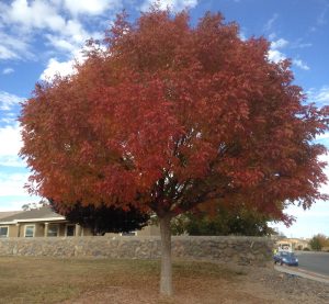 New Mexico Trees