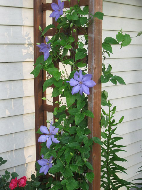 clematis-vine