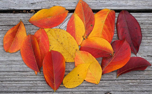 Fall Colors in the Southwest