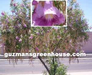 Desert Willow