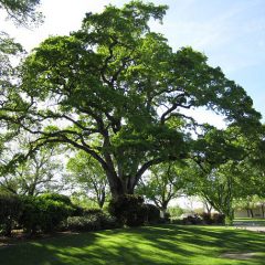 Trees for the Southwest