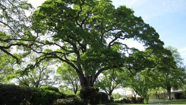 Trees for the Southwest