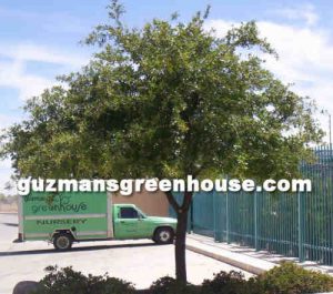 Shade trees for the Desert Southwest