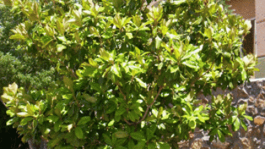 Magnolia tree las cruces