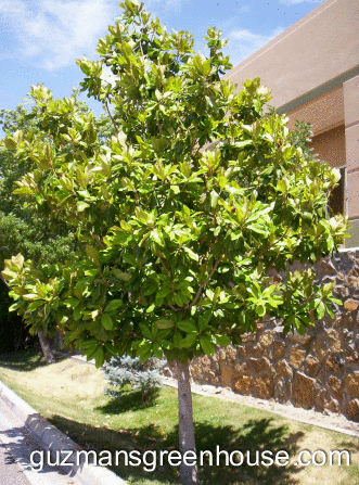 Magnolia tree las cruces