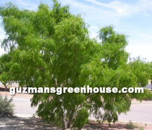 Mesquite Tree Las Cruces