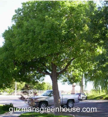 New Mexico Southwest Trees