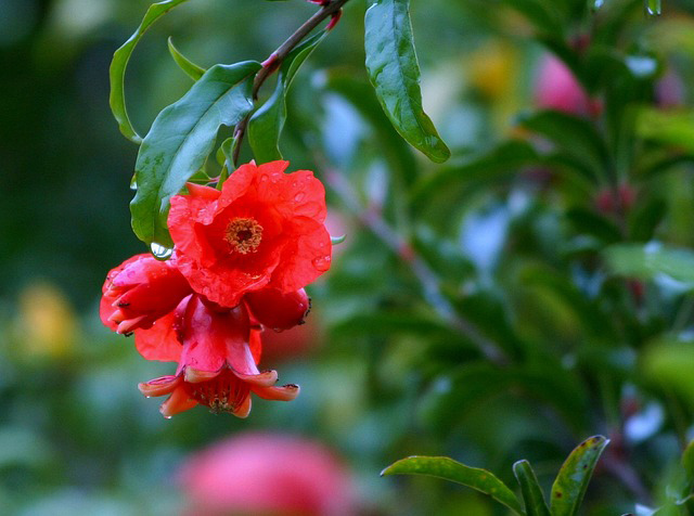 Pomegranate flower