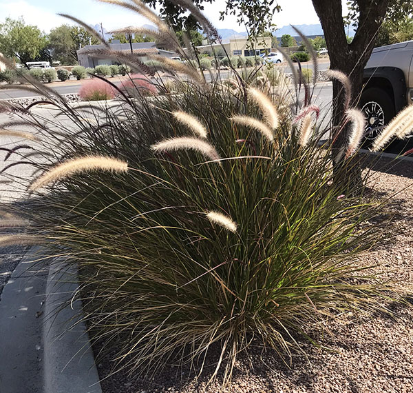 Grasses for the southwest