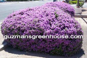 Xeriscape landscaping ideas