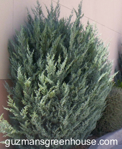 Witchita Blue Juniper