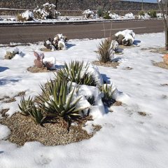 winter-garden