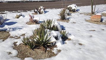 winter-garden