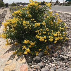 Yellow Bells Plant