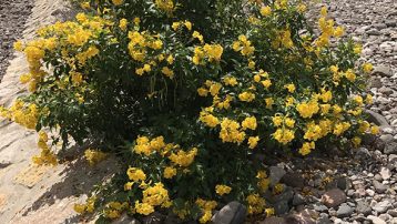 Yellow Bells Plant