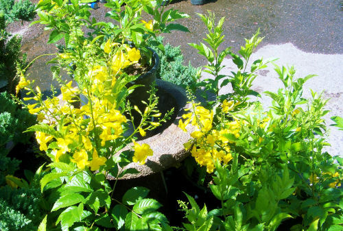 Yellow Bells Flower