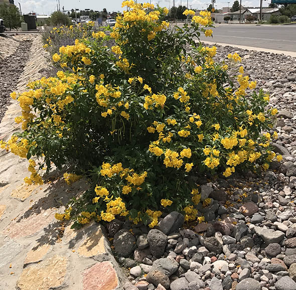 Plants for the southwest