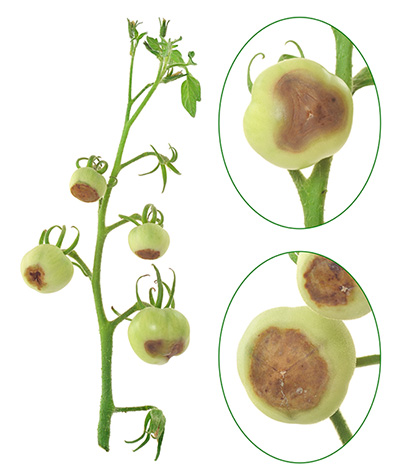 Blossom end rot of tomato - Calcium deficiency - plant disorder