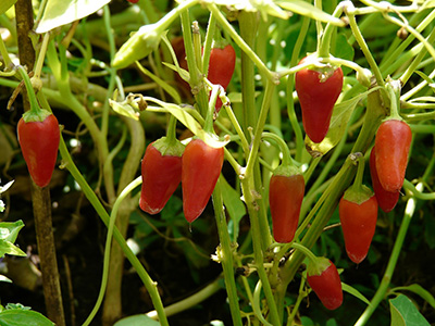 Chili Plants