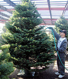 Las Cruces Christmas Trees