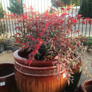 Winter garden colorful plants