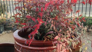 Nandina Plant in Pot