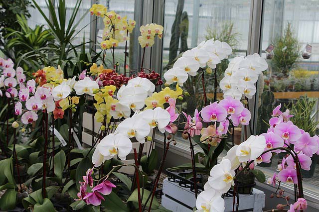 orchids in window