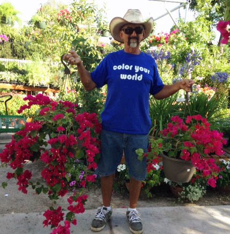 Bougainvillea flowering plant