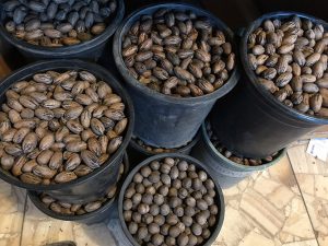 Types of Pecan Trees