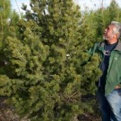 The Care of Live Christmas Trees