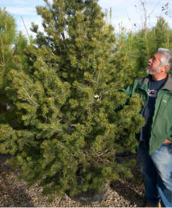 Pinon Pine Tree