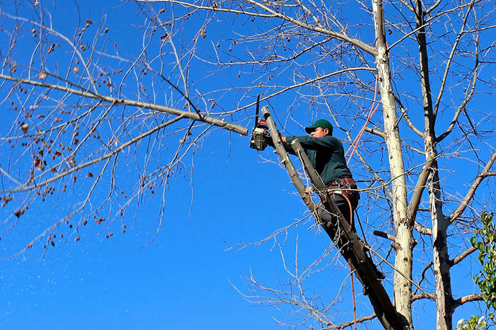 Pruning tips and tools