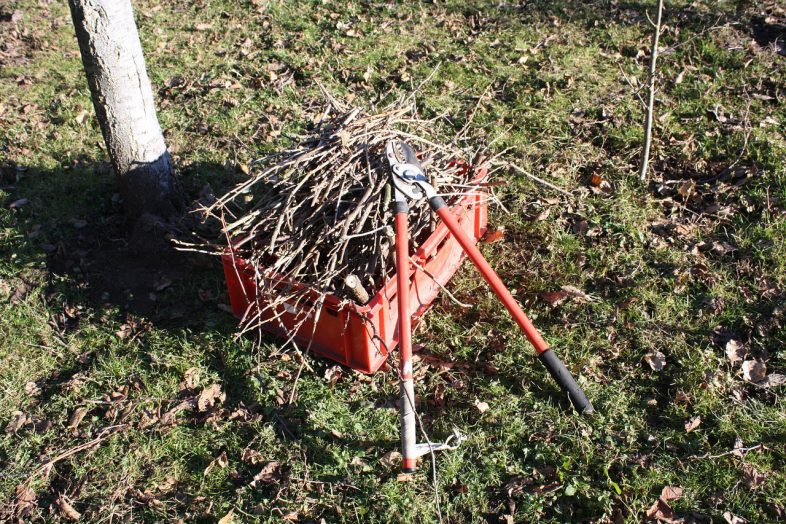 Tools for pruning trees