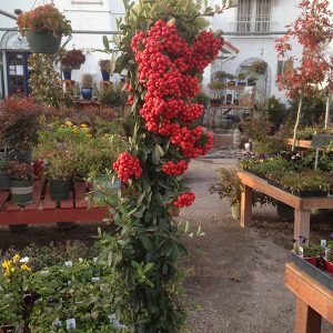 Winter garden colorful plants