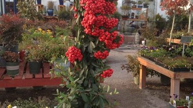 Pyracantha Plant Evergreen