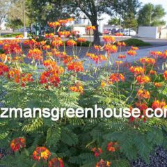 Difference between bird of paradise plants