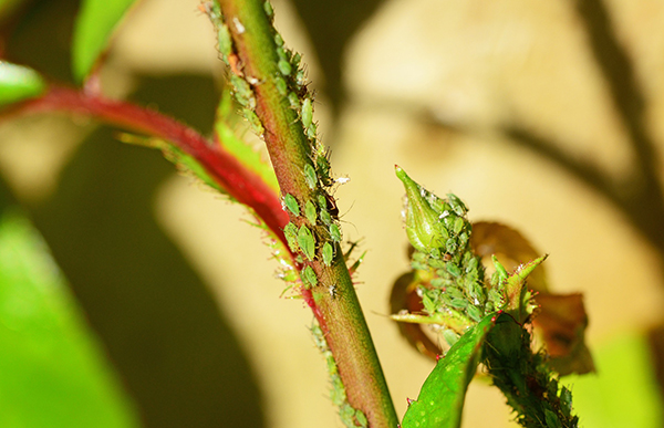 Easy spring gardening tips