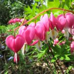 Bleeding Hearts Plant