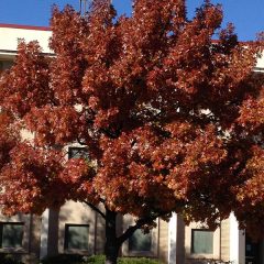 Texas Red Oak Information