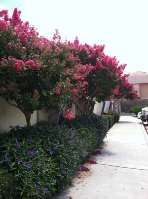 row-of-crape-myrtles