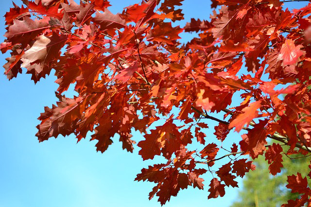 Red Oak Leaves in Southwest