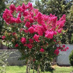 tuscarora-crape-myrtle