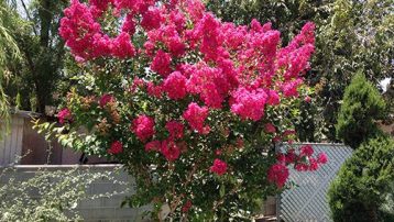 tuscarora-crape-myrtle