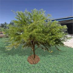 Chilean Mesquite Tree