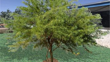 Chilean Mesquite Tree